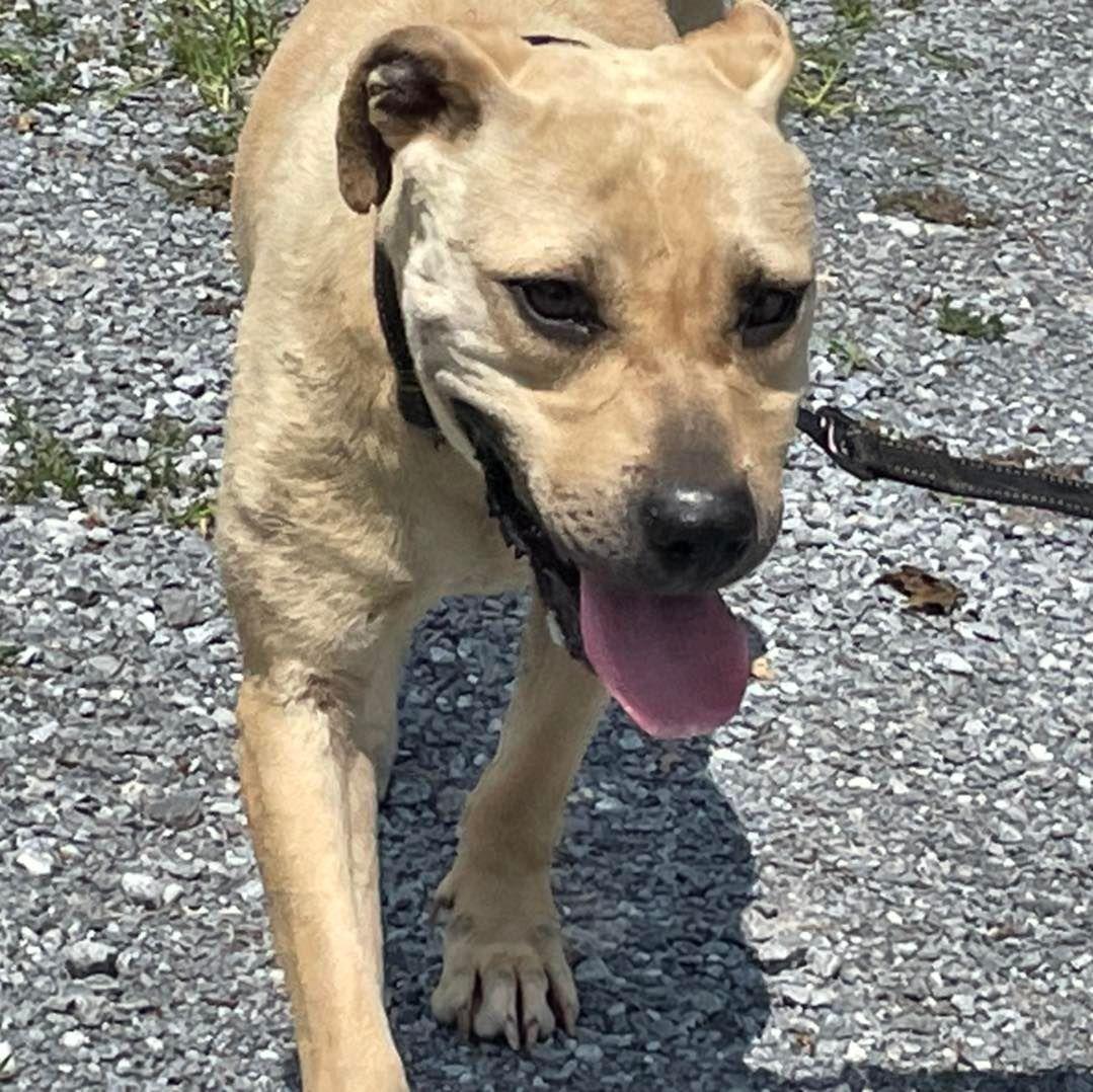 Enlarge Mirabel, a Adoptable mixed breed in Winchester, VA image 3/3