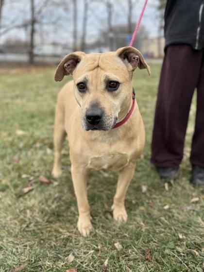 Enlarge Mirabel, a Adoptable mixed breed in Winchester, VA image 2/2