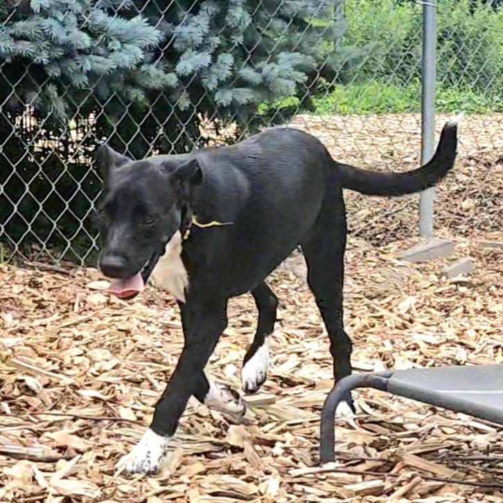 Tippy, Adoptable, Young Female Black Labrador Retriever.