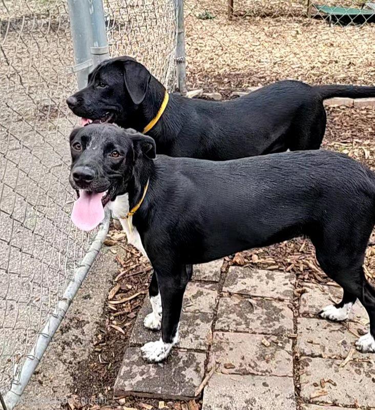 Enlarge Tippy, a Adoptable Black Labrador Retriever in Ringwood, NJ image 2/3