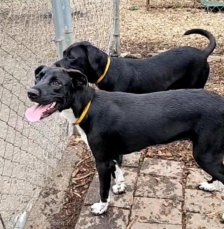 Enlarge Tippy, a Adoptable Black Labrador Retriever in Ringwood, NJ image 3/3