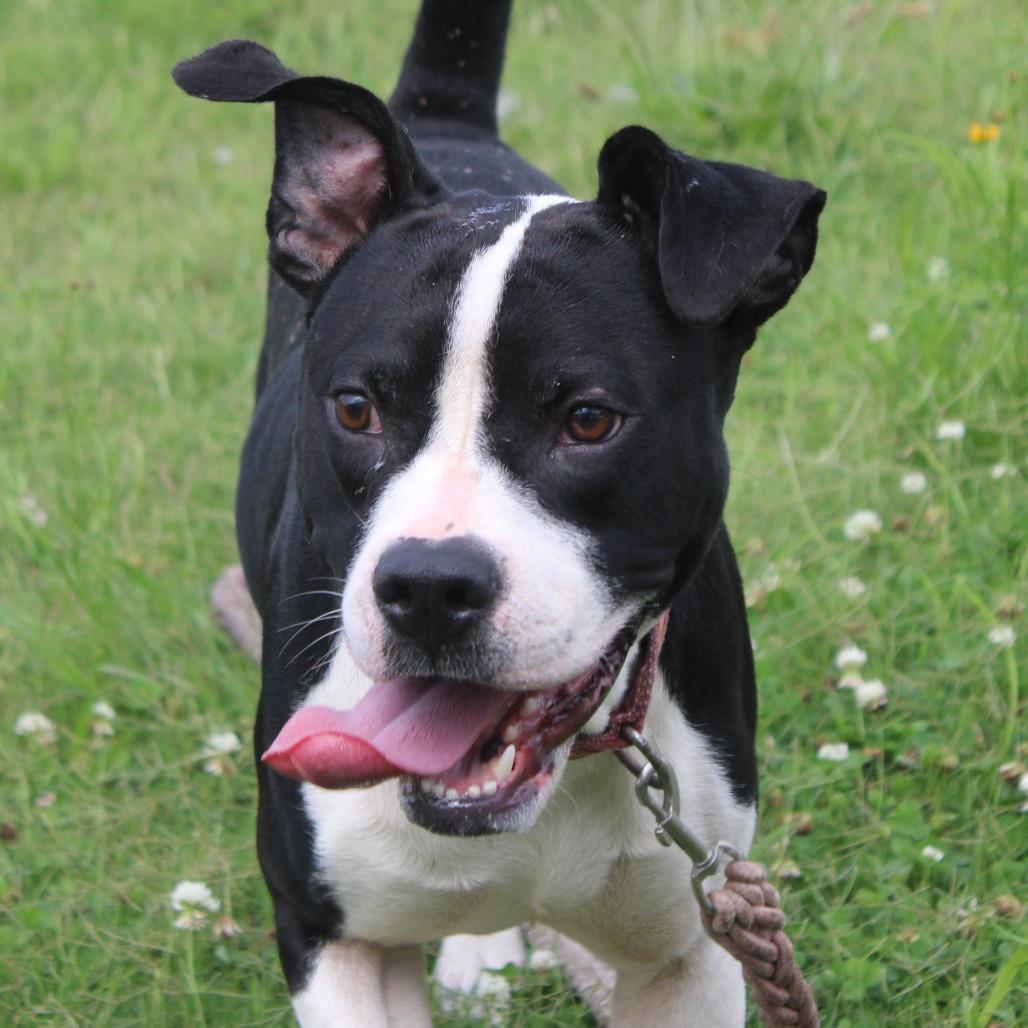 Mr. Rogers, Adoptable, Adult Male Pit Bull Terrier.