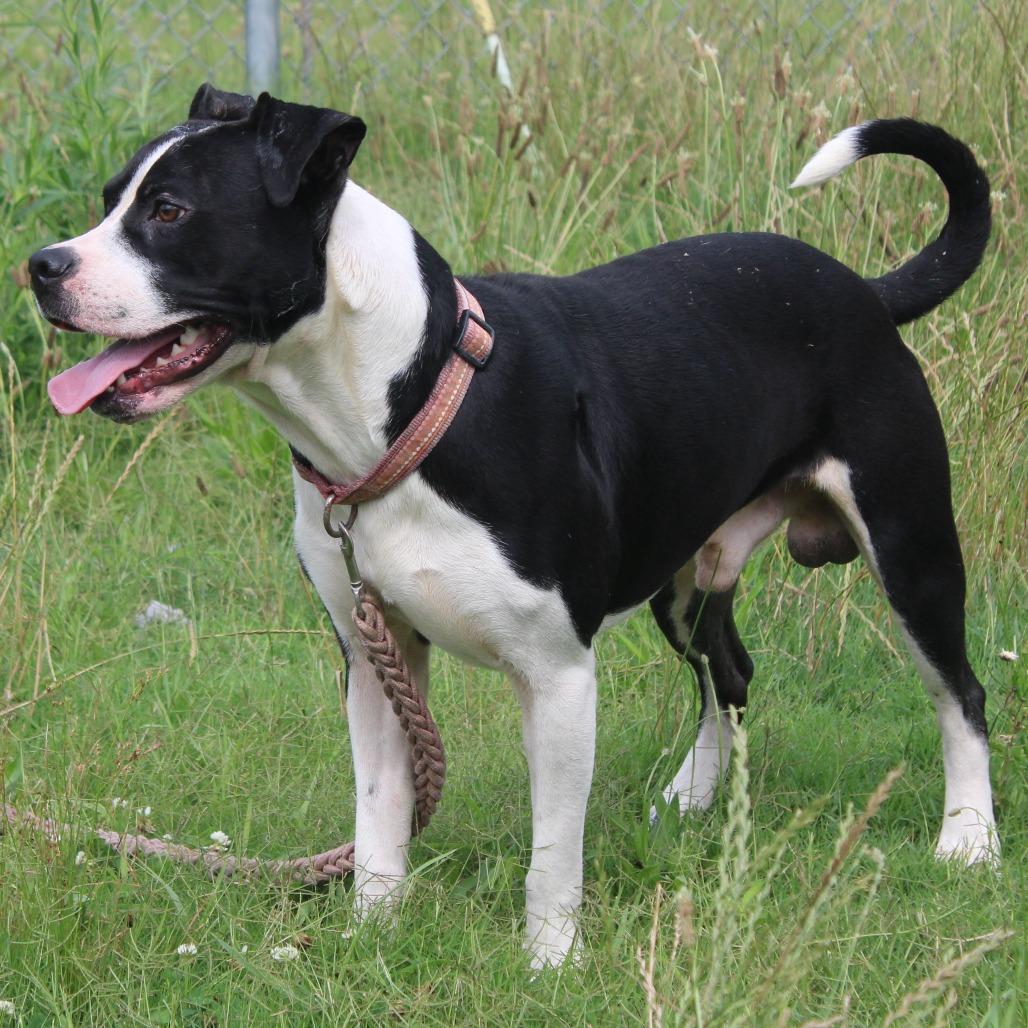 Mr. Rogers, a Adoptable Pit Bull Terrier in Cleveland, MS image 2/4