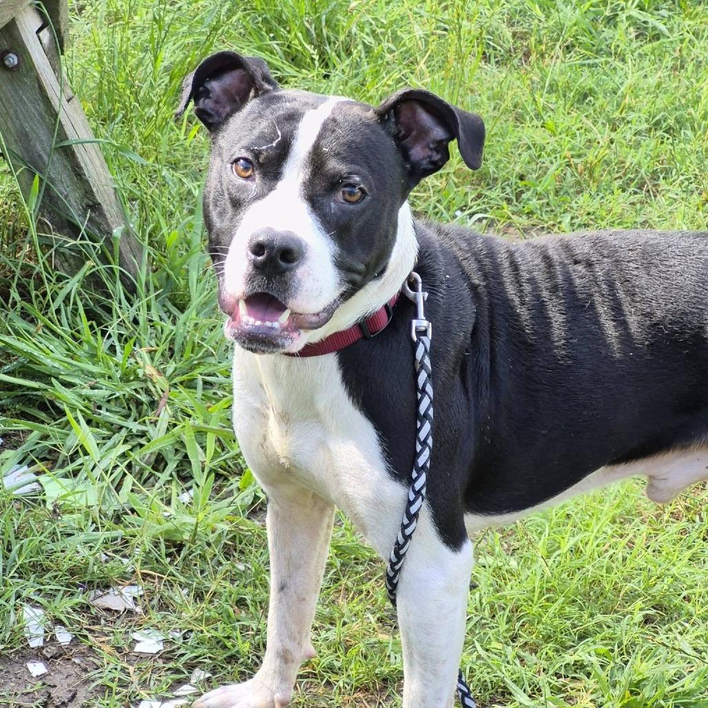 Mr. Rogers, a Adoptable Pit Bull Terrier in Cleveland, MS image 3/4
