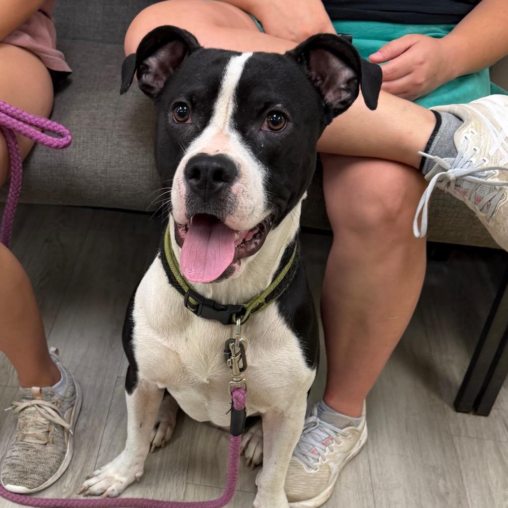Mr. Rogers, a Adoptable Pit Bull Terrier in Cleveland, MS image 4/4