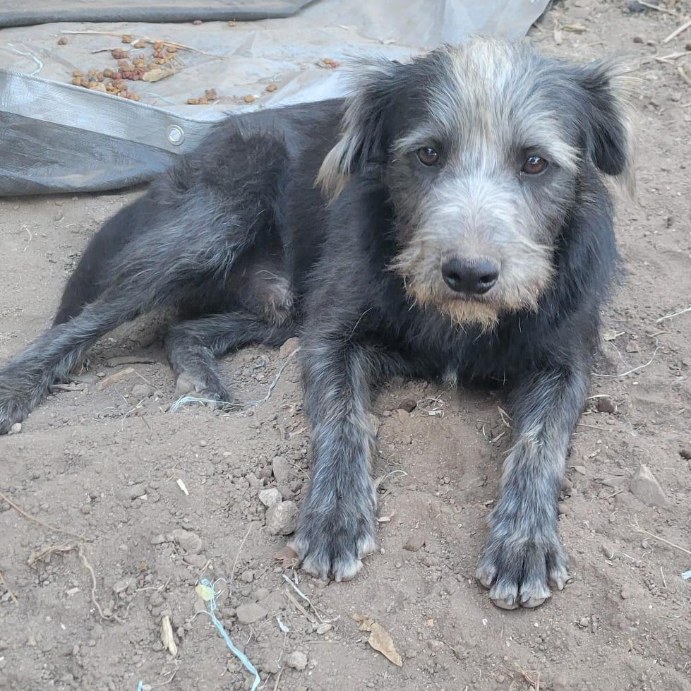 Enlarge Goyo, a ADOPTABLE mixed breed in Sherwood, OR image 4/5