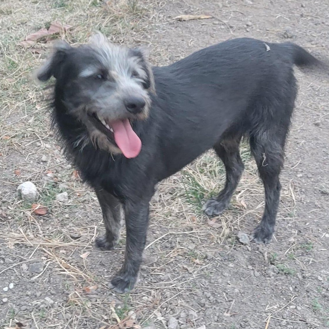 Goyo, ADOPTABLE, Young Male Schnauzer & Terrier.