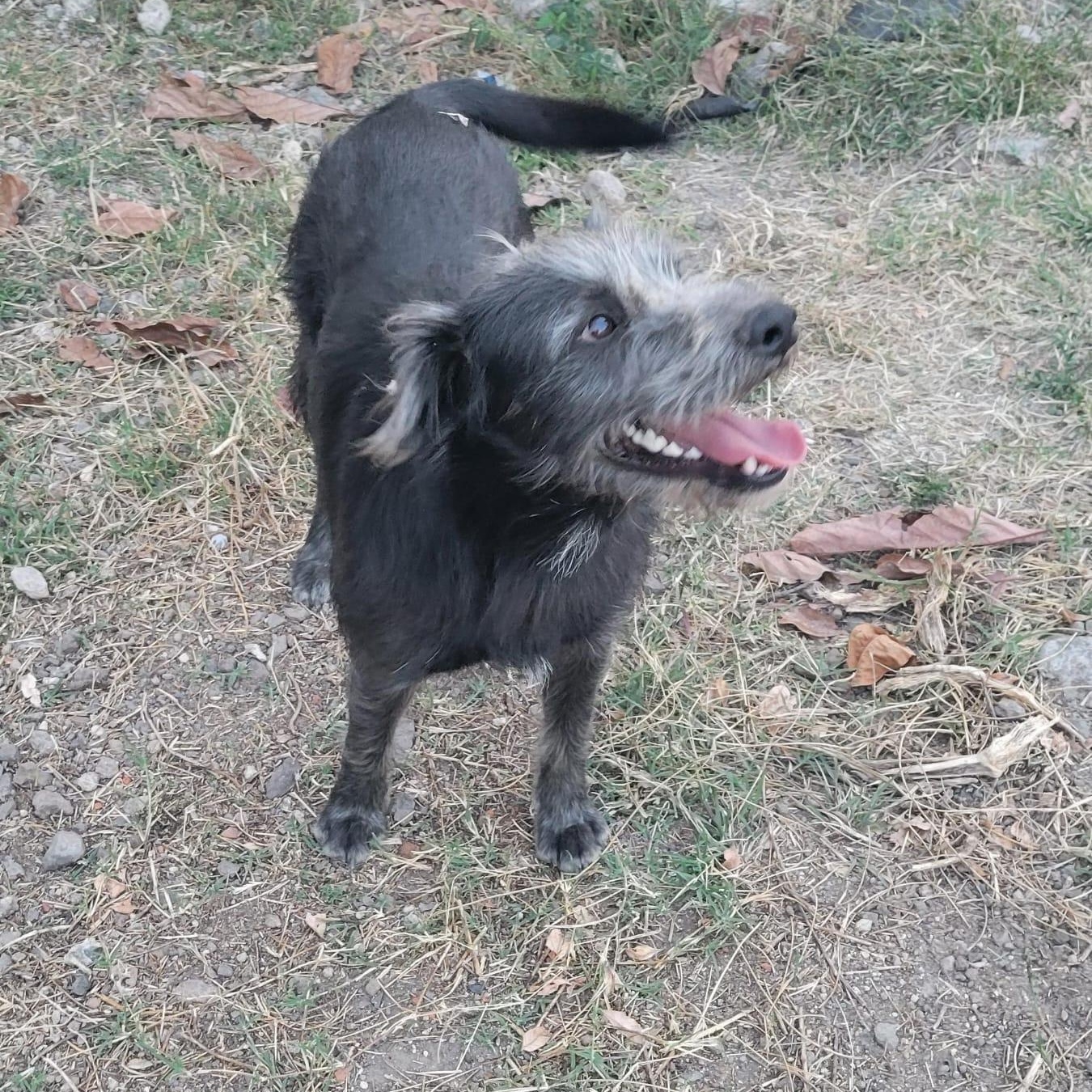 Enlarge Goyo, a ADOPTABLE mixed breed in Sherwood, OR image 3/5