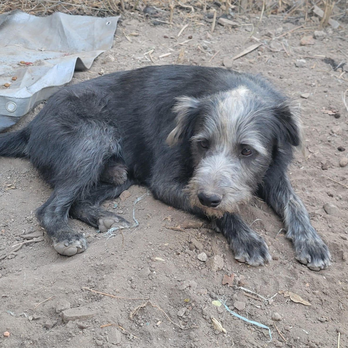 Enlarge Goyo, a ADOPTABLE mixed breed in Sherwood, OR image 5/5