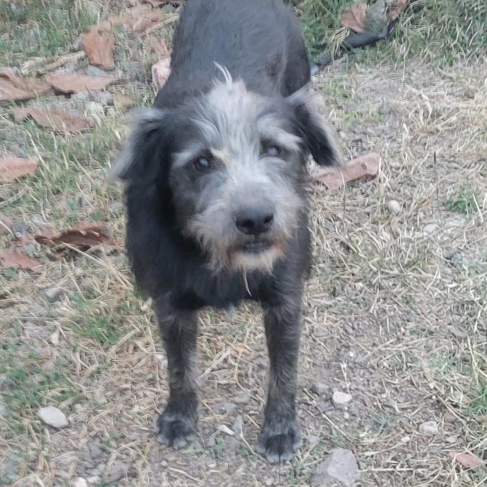 Enlarge Goyo, a ADOPTABLE mixed breed in Sherwood, OR image 2/5
