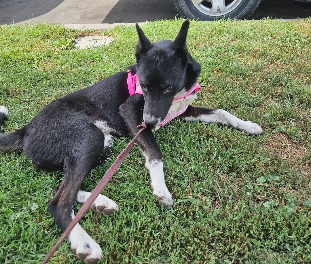 Enlarge Korina, a Adoptable mixed breed in Los Angeles, CA image 1/12