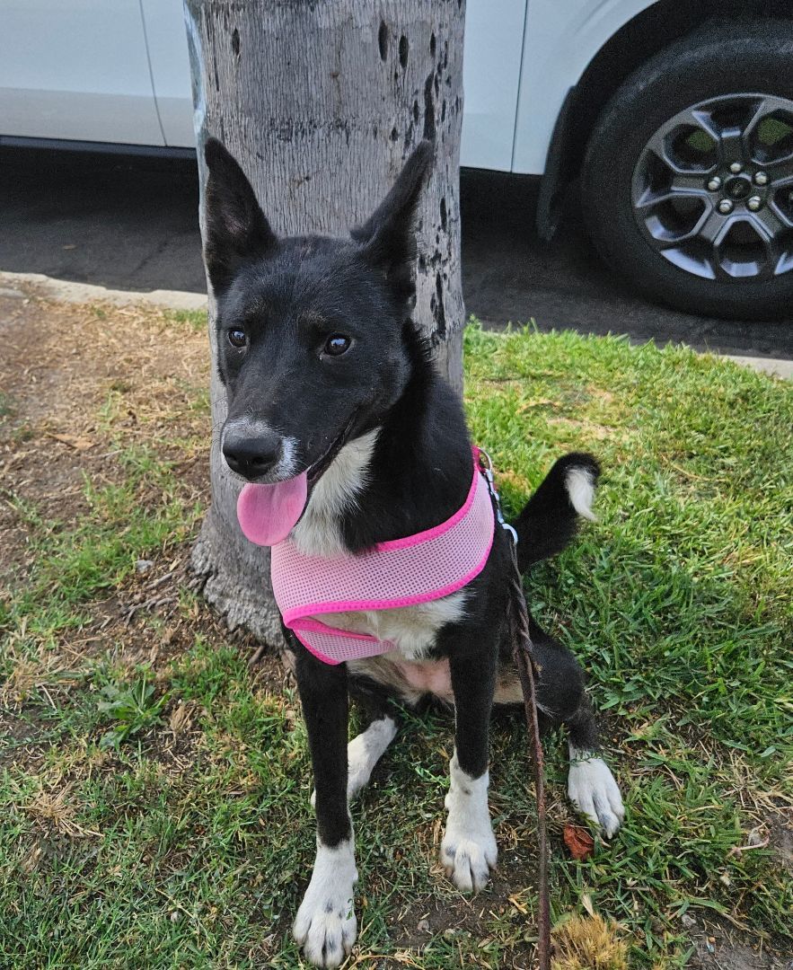 Enlarge Korina, a Adoptable mixed breed in Los Angeles, CA image 2/12