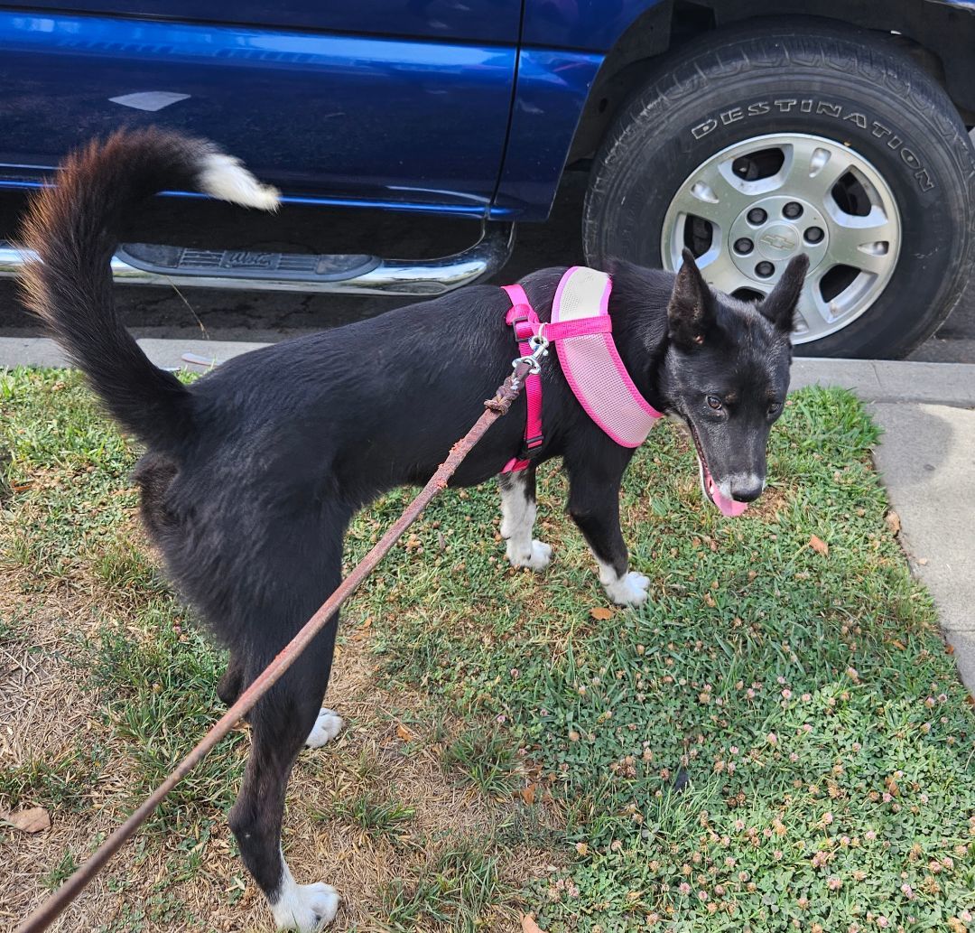 Enlarge Korina, a Adoptable mixed breed in Los Angeles, CA image 3/12