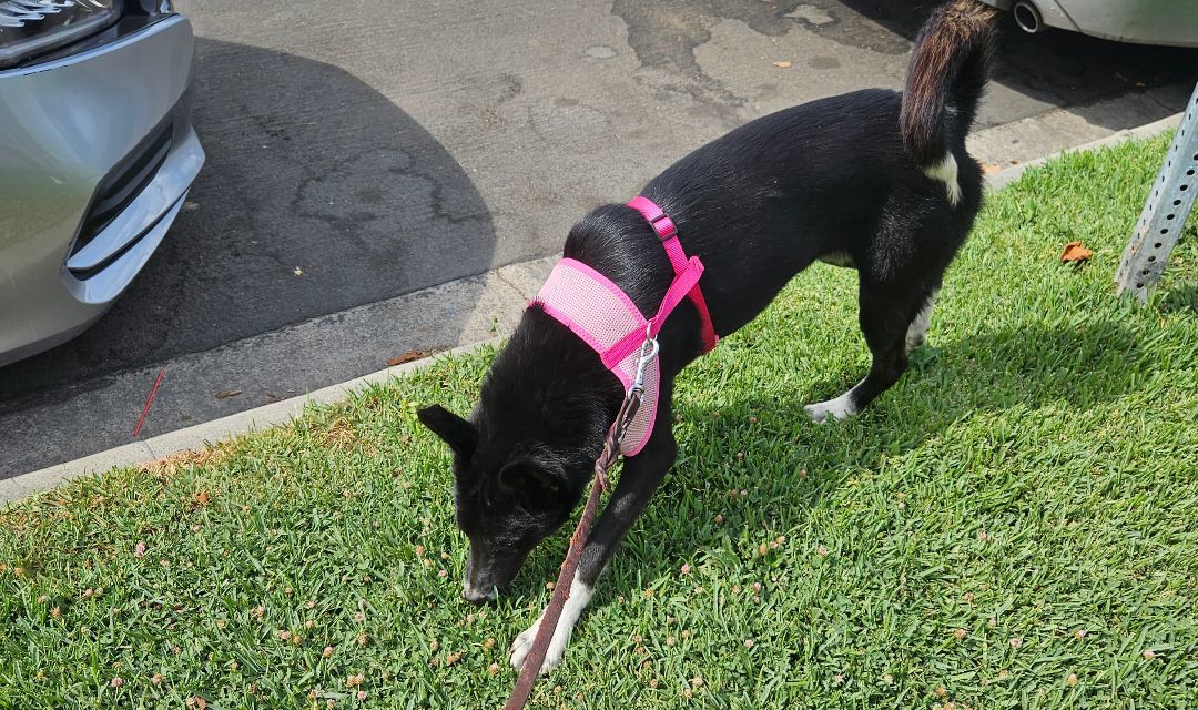 Enlarge Korina, a Adoptable mixed breed in Los Angeles, CA image 4/12