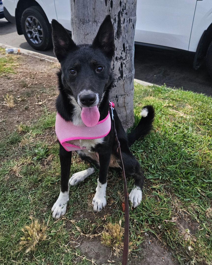 Enlarge Korina, a Adoptable mixed breed in Los Angeles, CA image 5/12