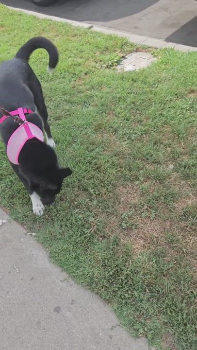 Enlarge Korina, a Adoptable mixed breed in Los Angeles, CA video 12/12