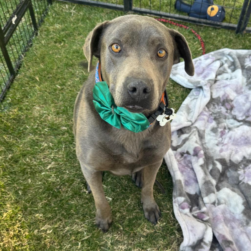 Cruz, Adoptable, Adult Male Pit Bull Terrier & Mixed Breed.