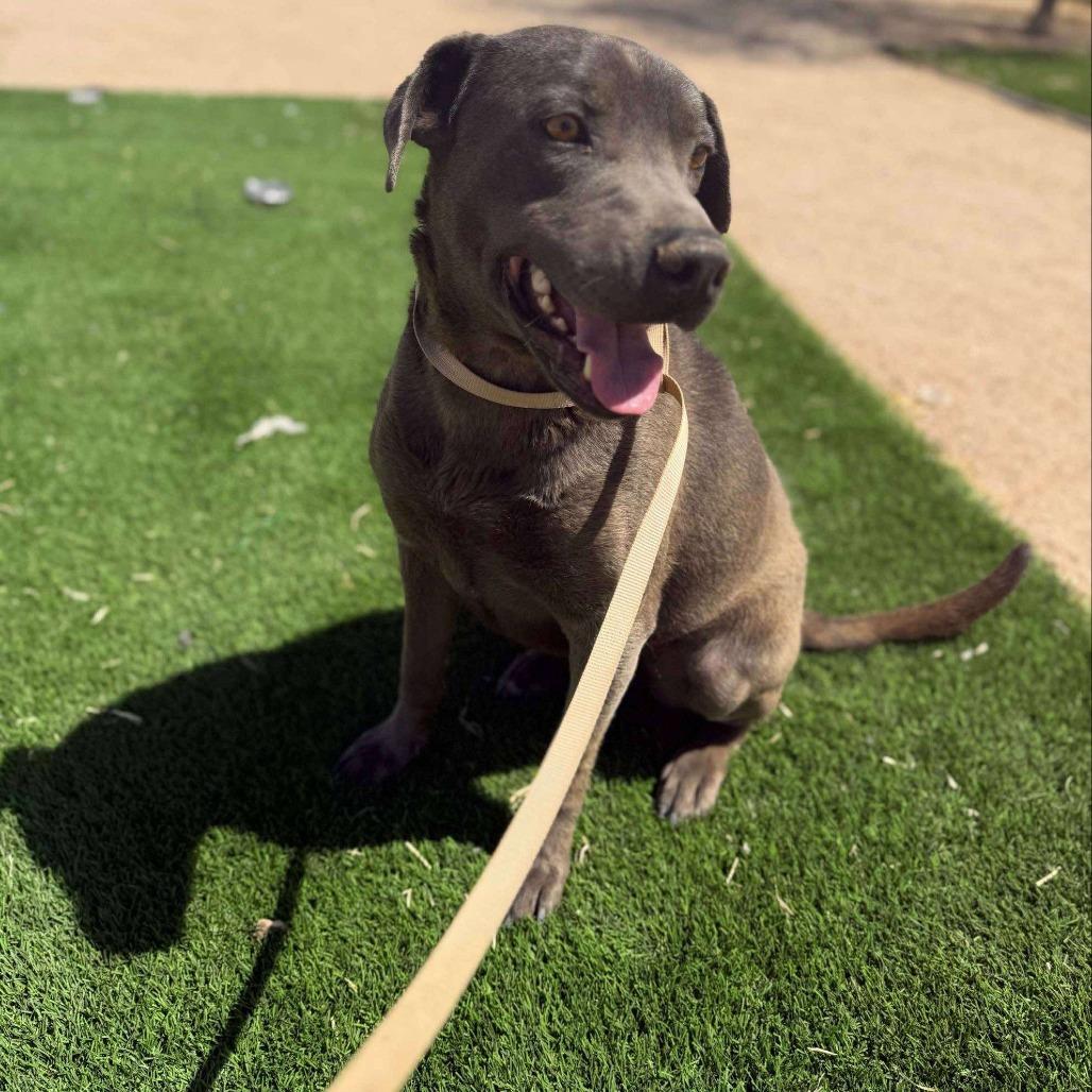 Enlarge Cruz, a Adoptable mixed breed in Phoenix, AZ image 2/6