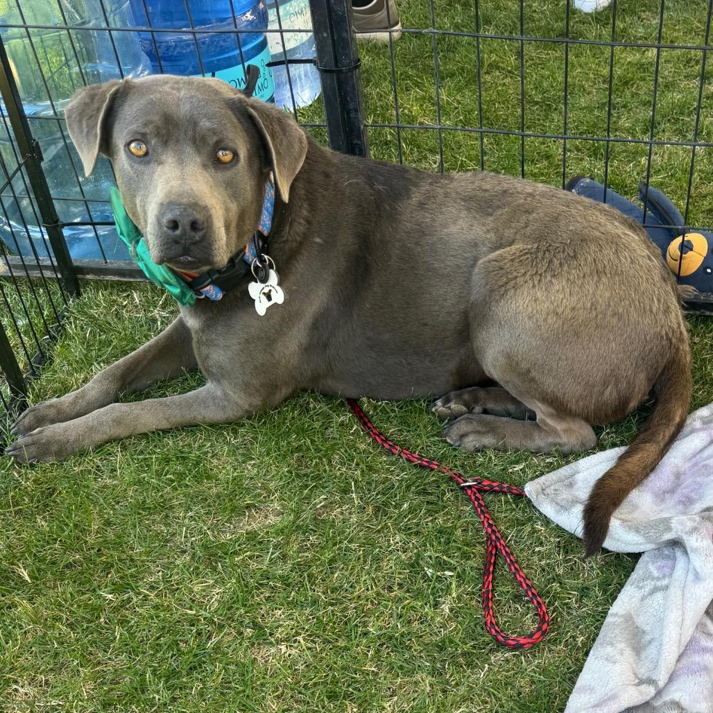 Enlarge Cruz, a Adoptable mixed breed in Phoenix, AZ image 3/6