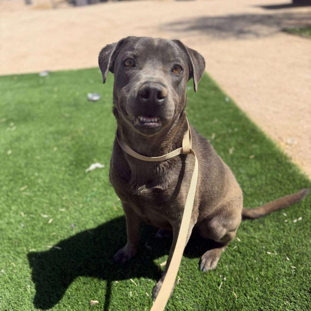 Enlarge Cruz, a Adoptable mixed breed in Phoenix, AZ image 4/6