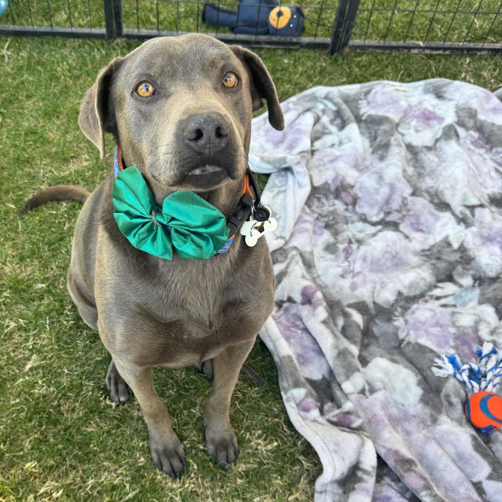 Enlarge Cruz, a Adoptable mixed breed in Phoenix, AZ image 5/6