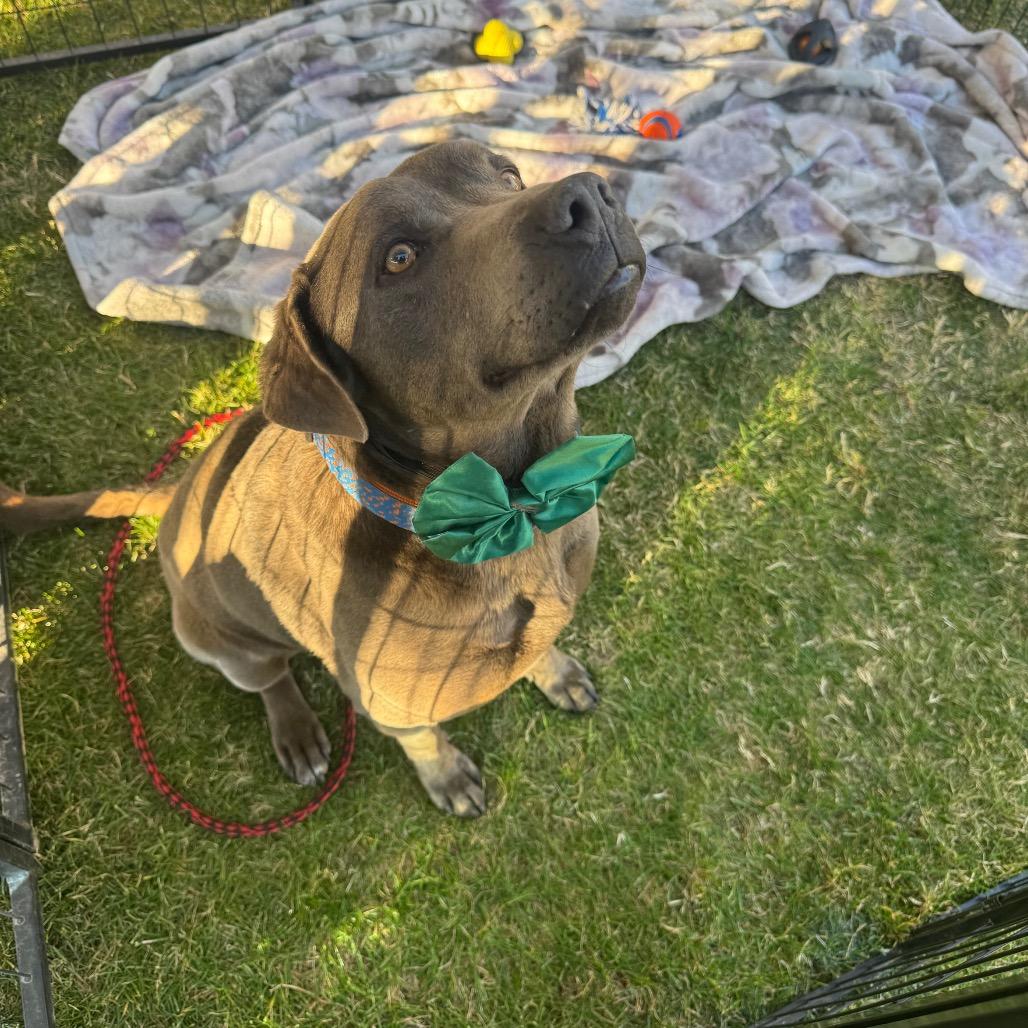 Enlarge Cruz, a Adoptable mixed breed in Phoenix, AZ image 6/6