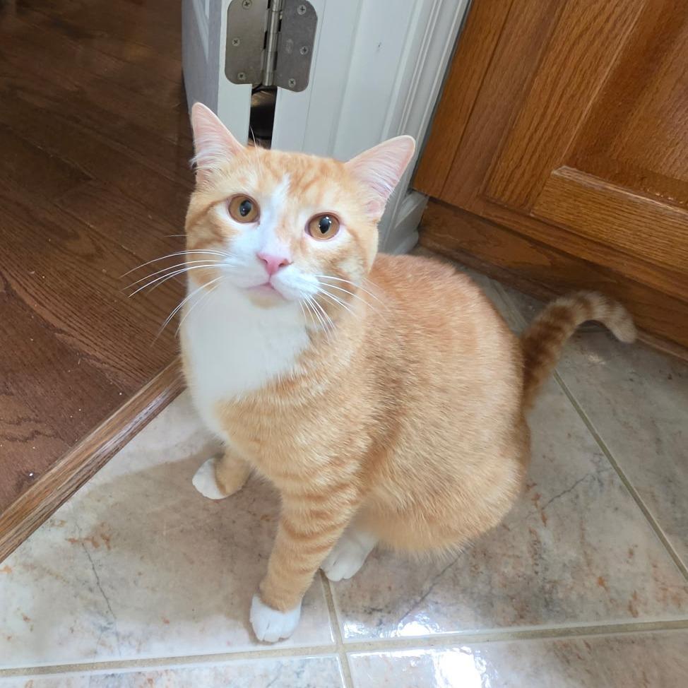 Enlarge Kevin, a Adoptable Domestic Short Hair in Huntsville, AL image 1/3