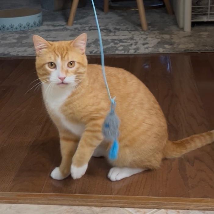 Enlarge Kevin, a Adoptable Domestic Short Hair in Huntsville, AL image 2/3