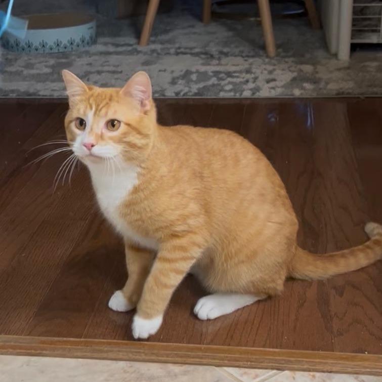 Enlarge Kevin, a Adoptable Domestic Short Hair in Huntsville, AL image 3/3