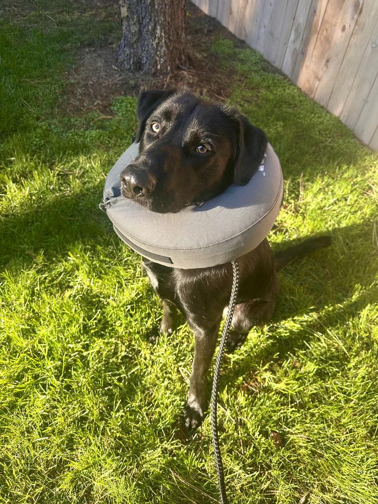 Tortilla, a Adoptable German Shepherd Dog in Tigard, OR image 3/5