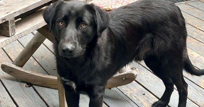 Tortilla, a Adoptable German Shepherd Dog in Tigard, OR image 5/5