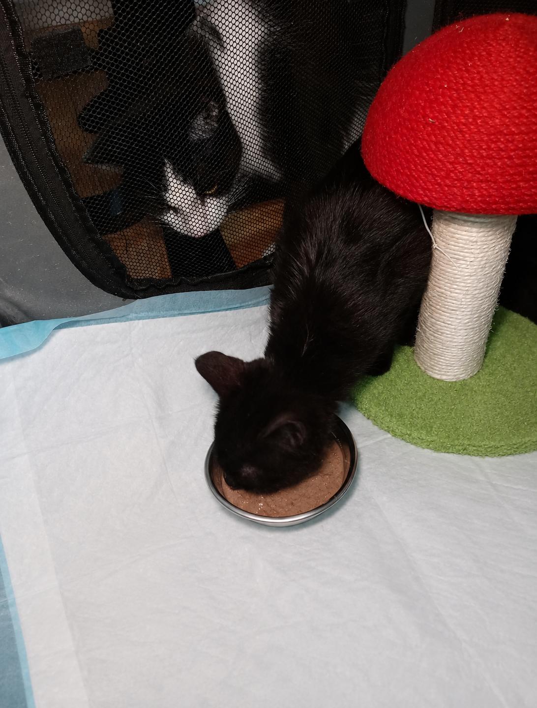 Enlarge Hazel, a Adoptable Domestic Short Hair in Richmond Hill, ON image 5/5