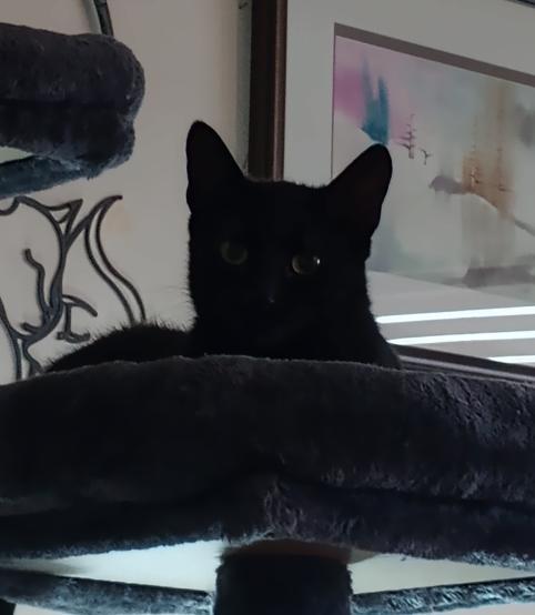Enlarge Hazel, a Adoptable Domestic Short Hair in Richmond Hill, ON image 4/5