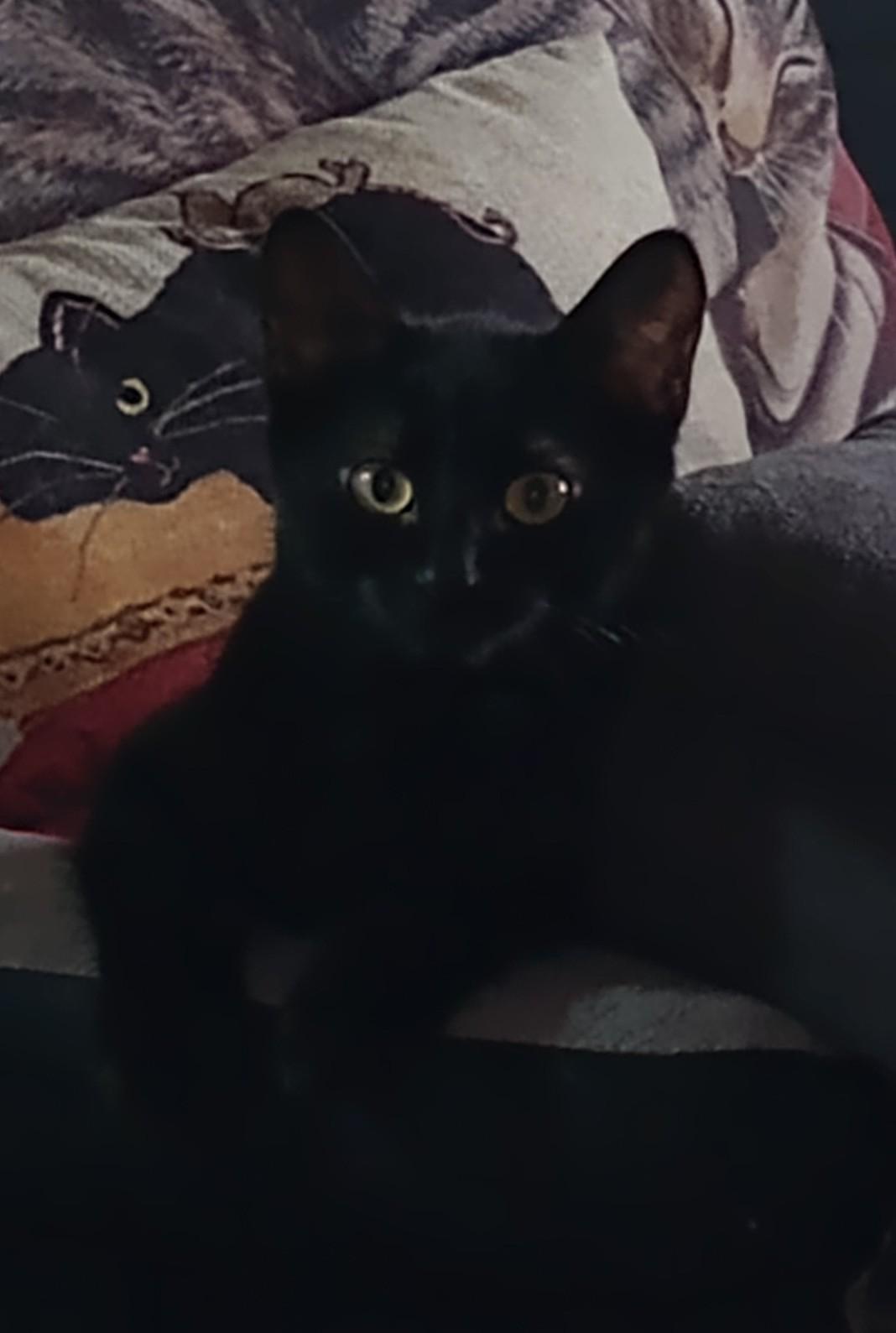 Enlarge Hazel, a Adoptable Domestic Short Hair in Richmond Hill, ON image 5/6