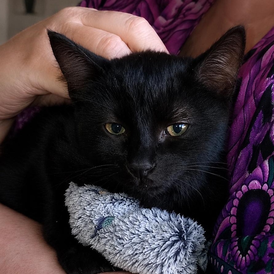 Hazel, Adoptable, Kitten Female Domestic Short Hair.