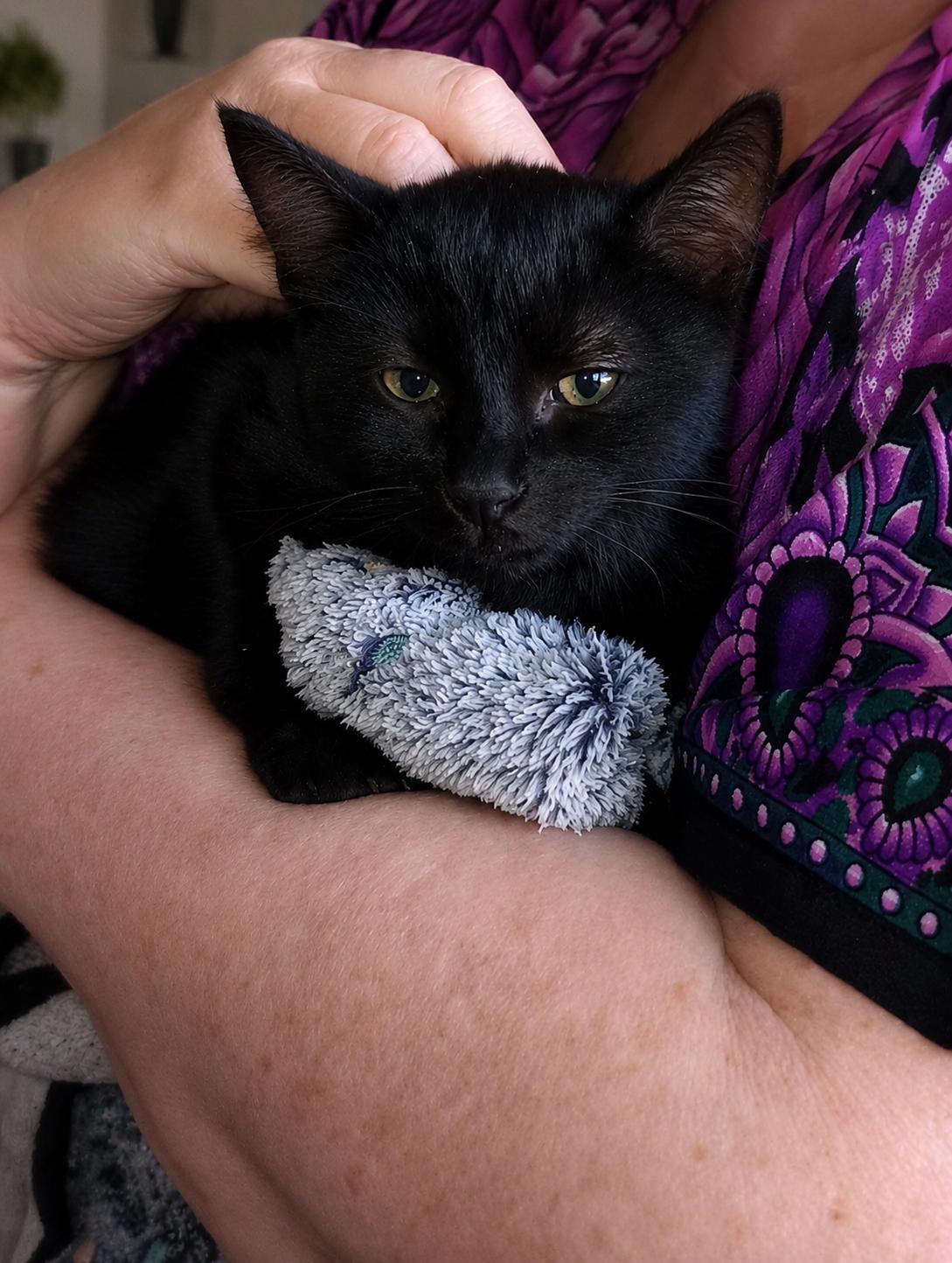 Enlarge Hazel, a Adoptable Domestic Short Hair in Richmond Hill, ON image 2/5