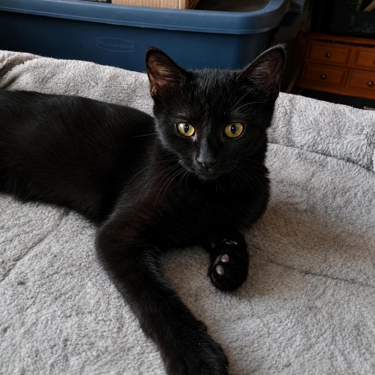 Hazel, Adoptable, Kitten Female Domestic Short Hair.