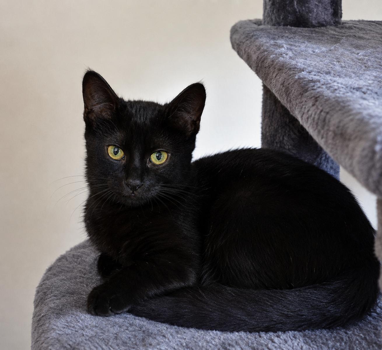 Enlarge Hazel, a Adoptable Domestic Short Hair in Richmond Hill, ON image 3/5