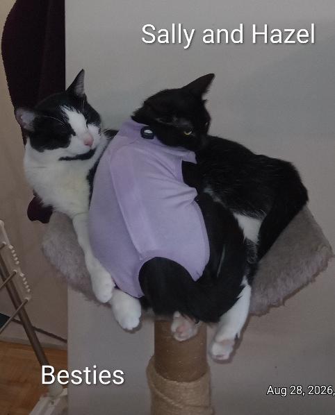 Enlarge Hazel, a Adoptable Domestic Short Hair in Richmond Hill, ON image 3/5