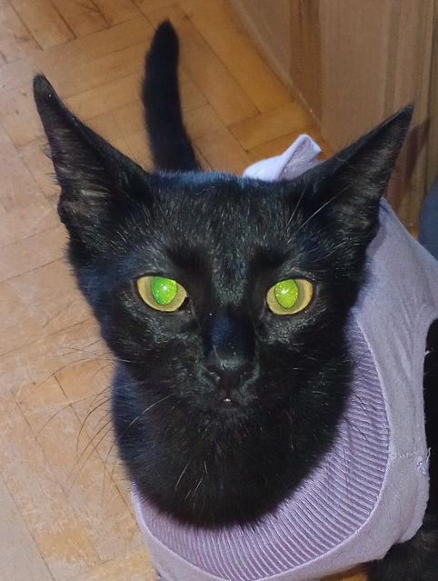Enlarge Hazel, a Adoptable Domestic Short Hair in Richmond Hill, ON image 5/5