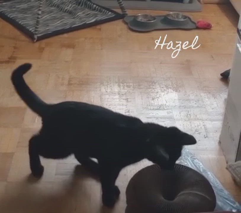 Enlarge Hazel, a Adoptable Domestic Short Hair in Richmond Hill, ON video 4/5
