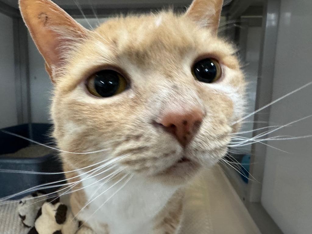 Enlarge Saranac, a Adoptable mixed breed in Raleigh, NC image 2/6