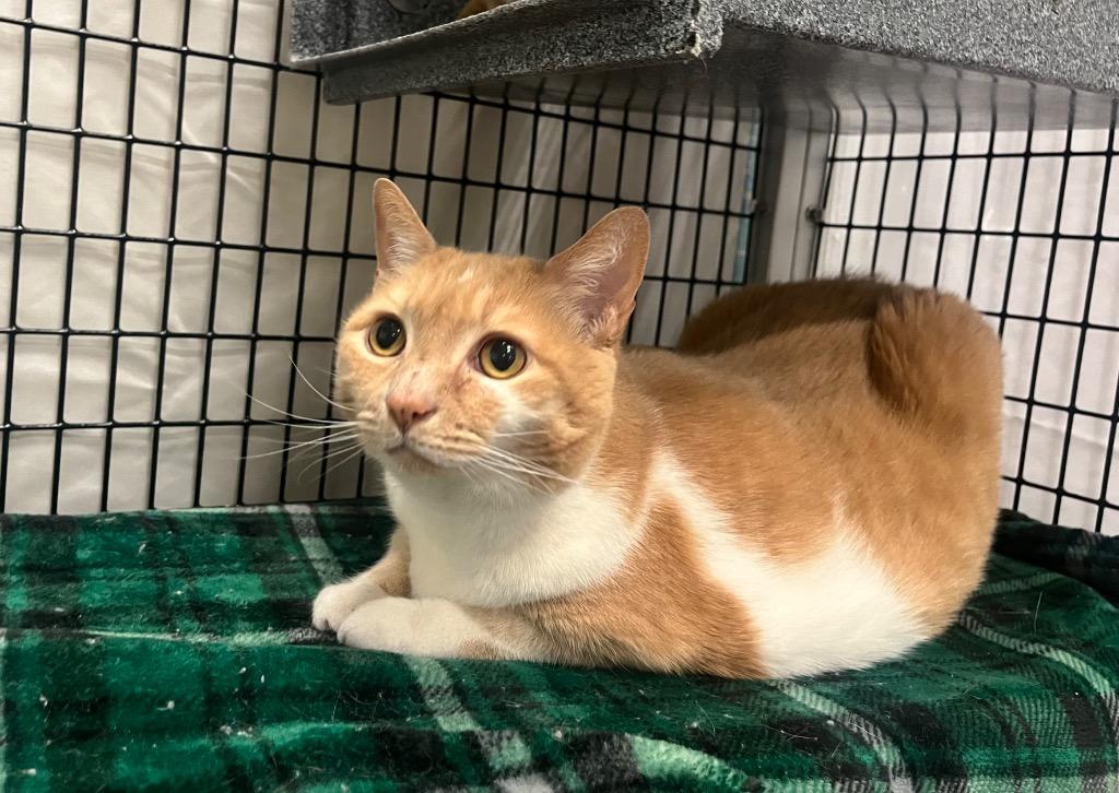 Enlarge Saranac, a Adoptable mixed breed in Raleigh, NC image 4/6