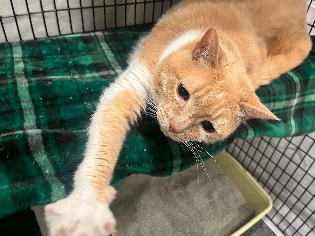 Enlarge Saranac, a Adoptable mixed breed in Raleigh, NC image 5/6