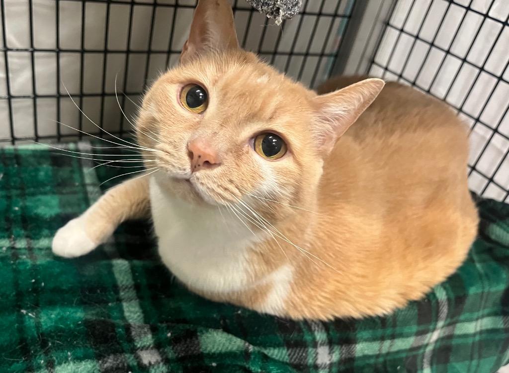 Enlarge Saranac, a Adoptable mixed breed in Raleigh, NC image 6/6