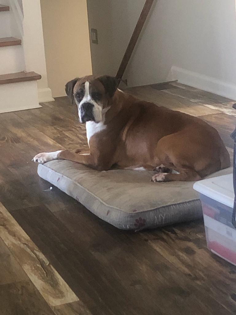 Enlarge Casey, a ADOPTABLE Boxer in Middlesex, NJ image 4/4