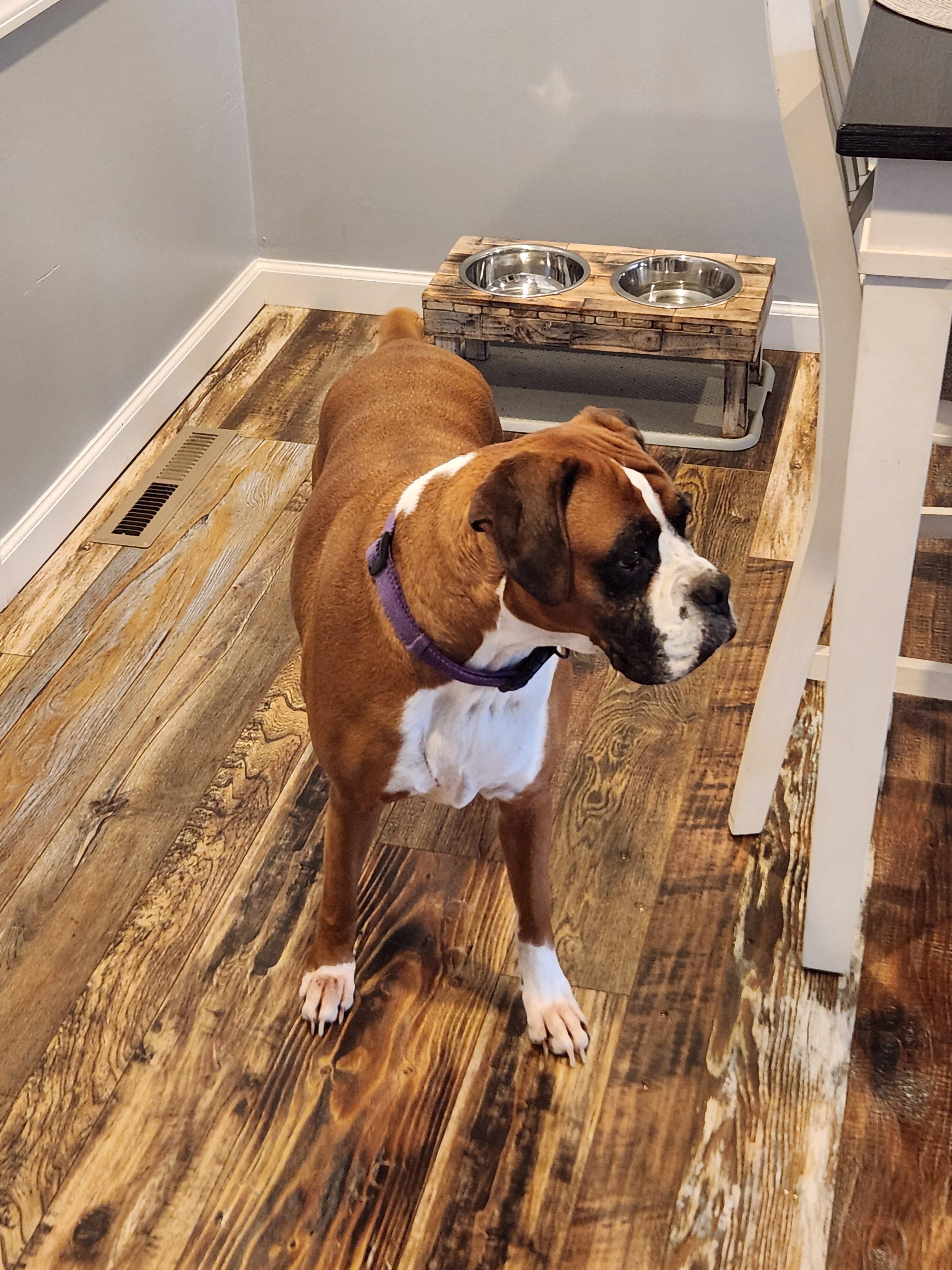 Enlarge Casey, a ADOPTABLE Boxer in Middlesex, NJ image 3/4