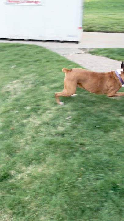 Enlarge Casey, a ADOPTABLE Boxer in Middlesex, NJ video 1/4