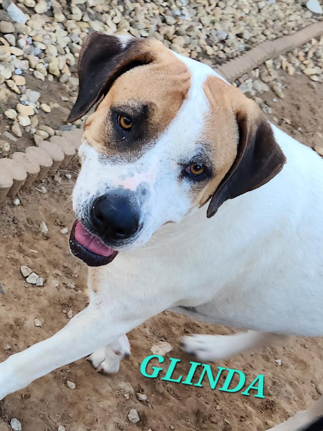 Glinda, a Adoptable Labrador Retriever in Woburn, MA image 4/6