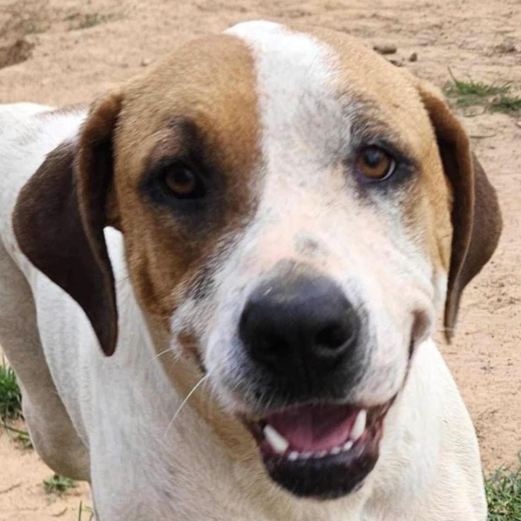 Glinda, Adoptable, Young Female Labrador Retriever.